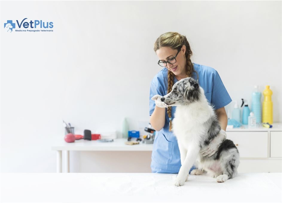 Vetplus