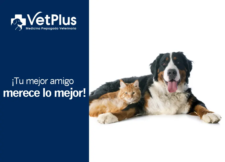 vetplus-recibe-50dto-valoracion-inicial