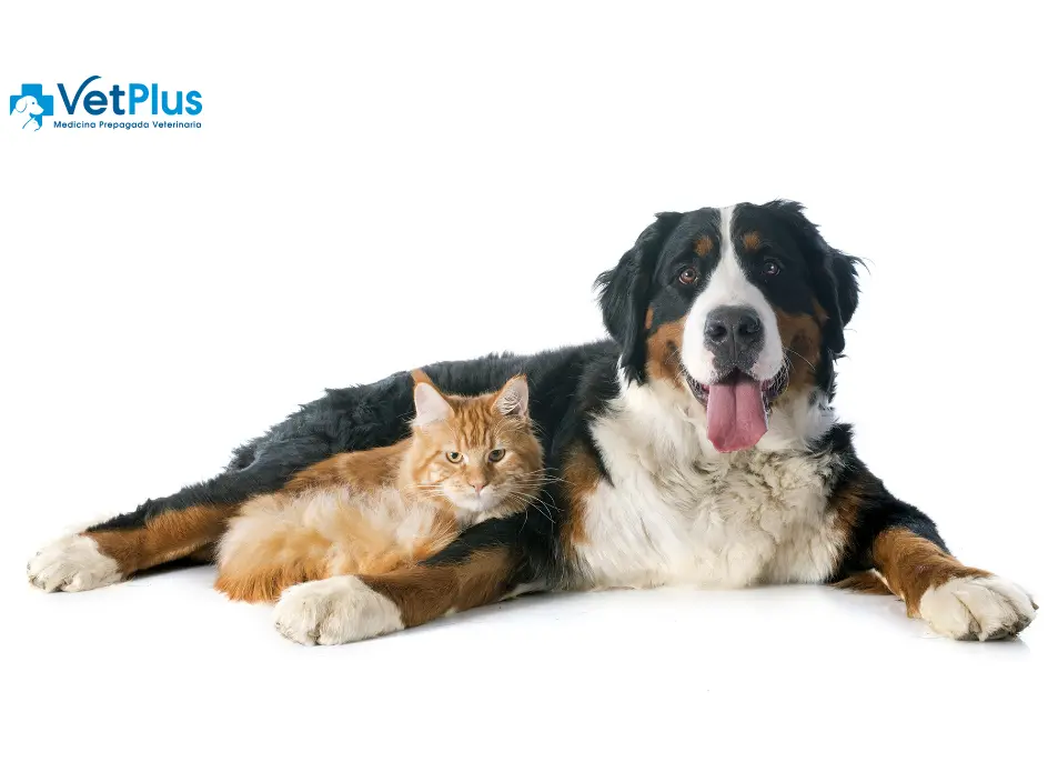 vetplus-recibe-50dto-valoracion-inicial