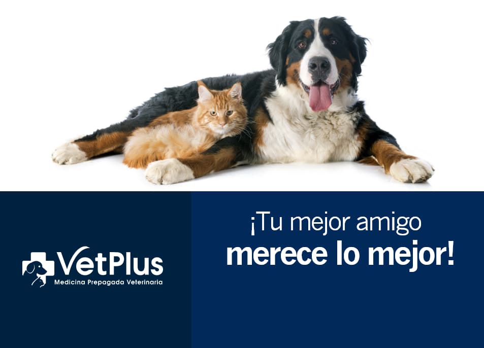 vetplus-recibe-50dto-valoracion-inicial